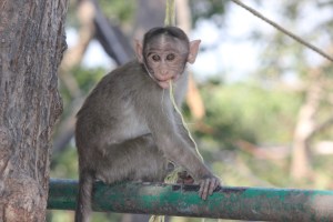 A little monkey business