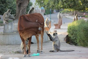 2013-01-08 January 9 452