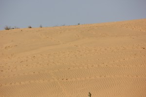2013-01-09 January 10 Jaisalmer 027