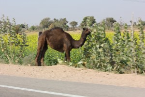 2013-01-09 January 10 Jaisalmer 030