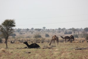 2013-01-09 January 10 Jaisalmer 037