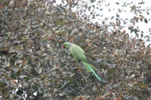 2013-01-14 January 15 047