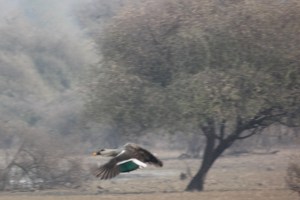 2013-01-14 January 15 050