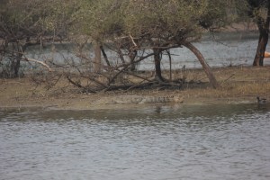 2013-01-14 January 15 070