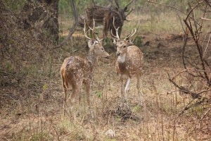 2013-01-14 January 15 102