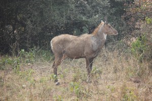 2013-01-14 January 15 111