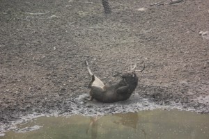 2013-01-14 January 15 169